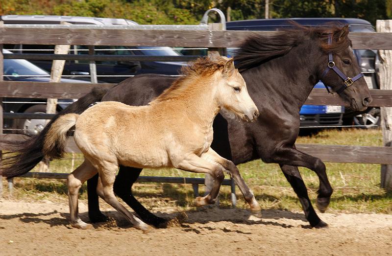 Bjarndis von Heidmoor c.jpg